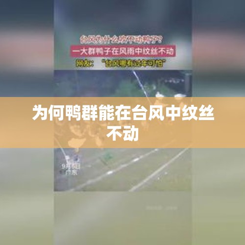 为何鸭群能在台风中纹丝不动