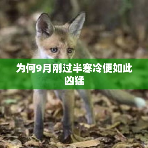 为何9月刚过半寒冷便如此凶猛