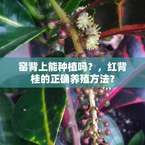 窑背上能种植吗？，红背桂的正确养殖方法？