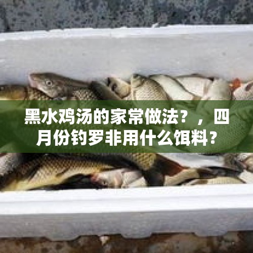 黑水鸡汤的家常做法？，四月份钓罗非用什么饵料？