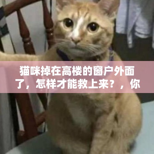 猫咪掉在高楼的窗户外面了，怎样才能救上来？，你怎么看“父子俩先后坠楼，事发前疑因儿子学习问题引发争吵”？