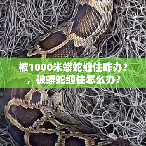 被1000米蟒蛇缠住咋办？，被蟒蛇缠住怎么办？