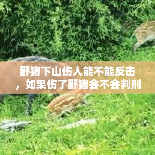 野猪下山伤人能不能反击，如果伤了野猪会不会判刑？，大家经历过“杀猪盘”吗？有什么经历？