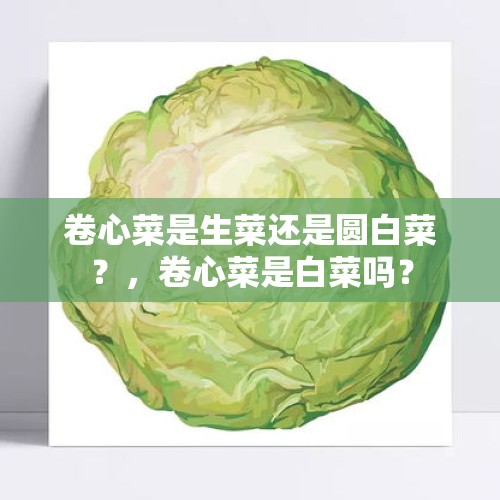 卷心菜是生菜还是圆白菜？，卷心菜是白菜吗？