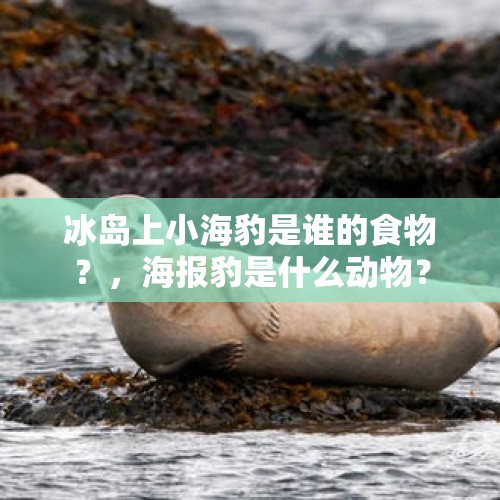 冰岛上小海豹是谁的食物？，海报豹是什么动物？