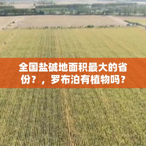 全国盐碱地面积最大的省份？，罗布泊有植物吗？