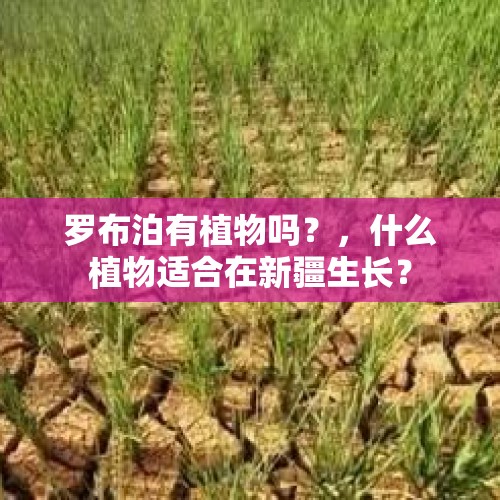 罗布泊有植物吗？，什么植物适合在新疆生长？