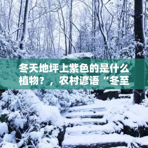 冬天地坪上紫色的是什么植物？，农村谚语“冬至落雨星不明，大雪纷纷步难行”是什么意思？