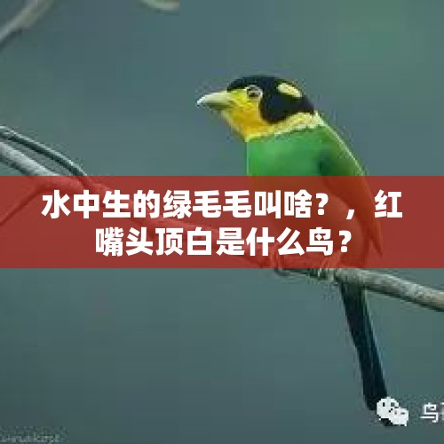 水中生的绿毛毛叫啥？，红嘴头顶白是什么鸟？