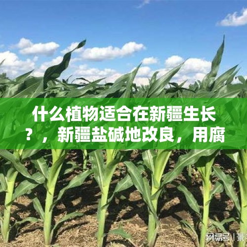 什么植物适合在新疆生长？，新疆盐碱地改良，用腐殖酸可以吗？