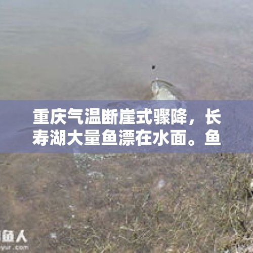 重庆气温断崖式骤降，长寿湖大量鱼漂在水面。鱼为什么会死呢？，2019年重庆哪些地区是棚改区？