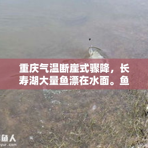 重庆气温断崖式骤降，长寿湖大量鱼漂在水面。鱼为什么会死呢？，猪粮比价回落，猪价却开始上涨，这是怎么回事？