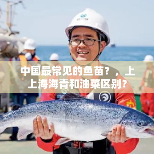 中国最常见的鱼苗？，上上海海青和油菜区别？