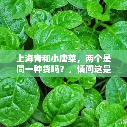 上海青和小唐菜，两个是同一种货吗？，请问这是什么水生植物？