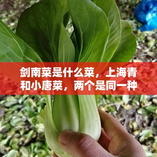 剑南菜是什么菜，上海青和小唐菜，两个是同一种货吗？