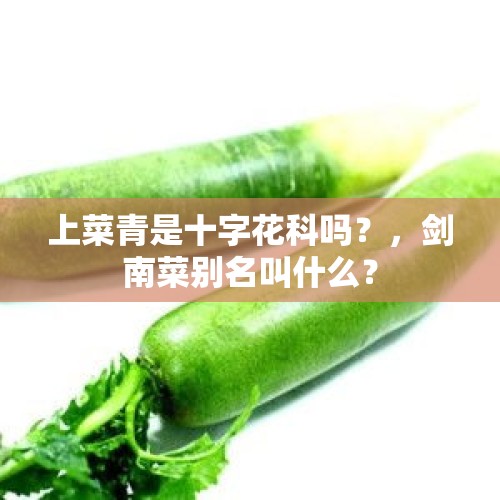 上菜青是十字花科吗？，剑南菜别名叫什么？