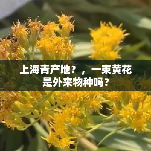 上海青产地？，一束黄花是外来物种吗？