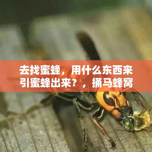 去找蜜蜂，用什么东西来引蜜蜂出来？，捅马蜂窝被追到山下