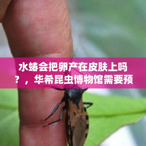 水蝽会把卵产在皮肤上吗？，华希昆虫博物馆需要预约吗？