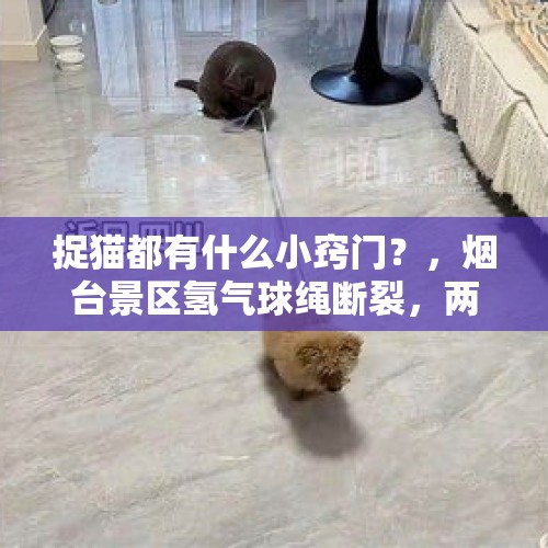 捉猫都有什么小窍门？，烟台景区氢气球绳断裂，两人遇难。如何保护成人和孩子的安全，你如何看？