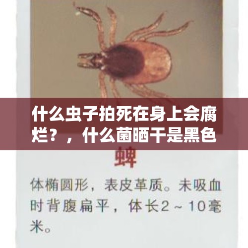 什么虫子拍死在身上会腐烂？，什么菌晒干是黑色的？