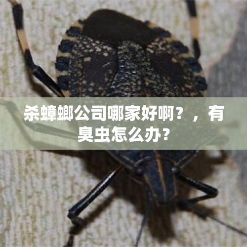 杀蟑螂公司哪家好啊？，有臭虫怎么办？