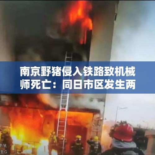 南京野猪侵入铁路致机械师死亡：同日市区发生两起野猪目击事件，近三年涉野猪警情近2000起