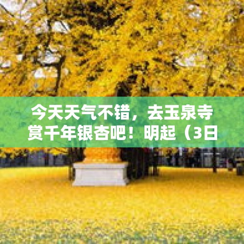 今天天气不错，去玉泉寺赏千年银杏吧！明起（3日）泰城大降温，最低3℃