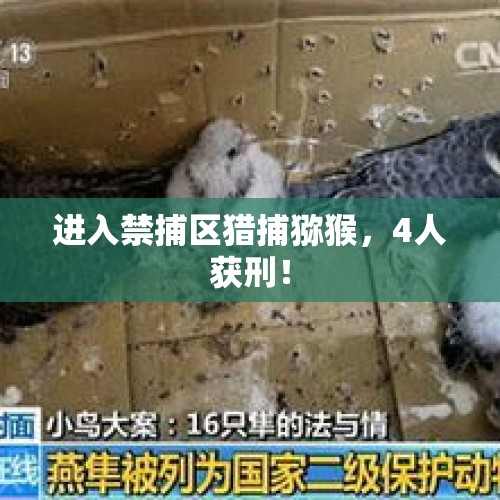 进入禁捕区猎捕猕猴，4人获刑！