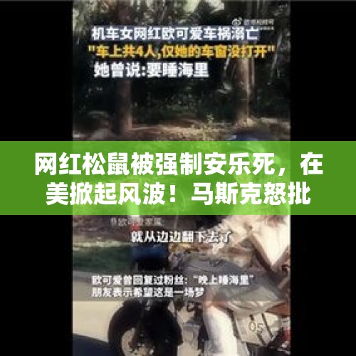 网红松鼠被强制安乐死，在美掀起风波！马斯克怒批，主人发声 - 今日头条