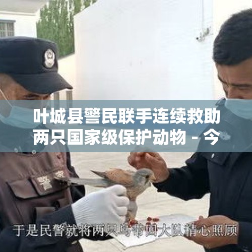 叶城县警民联手连续救助两只国家级保护动物 - 今日头条