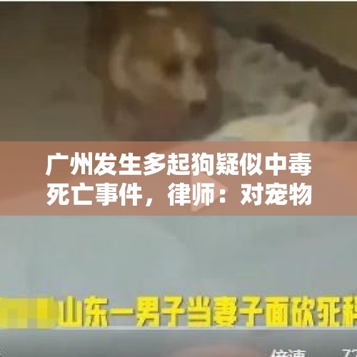 广州发生多起狗疑似中毒死亡事件，律师：对宠物投毒或需承担刑责 - 今日头条