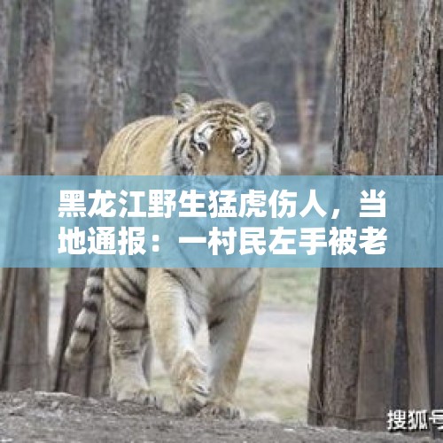 黑龙江野生猛虎伤人，当地通报：一村民左手被老虎咬伤，正在治疗 - 今日头条