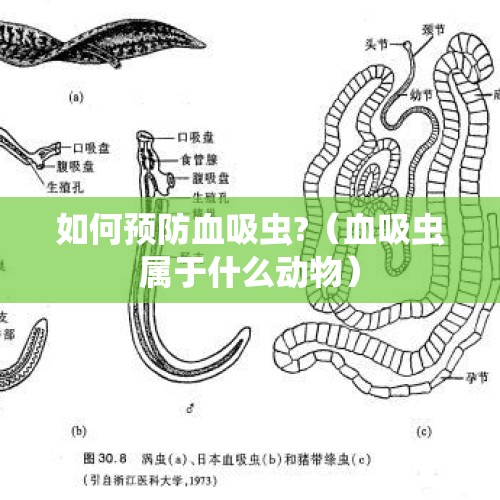 如何预防血吸虫?（血吸虫属于什么动物）