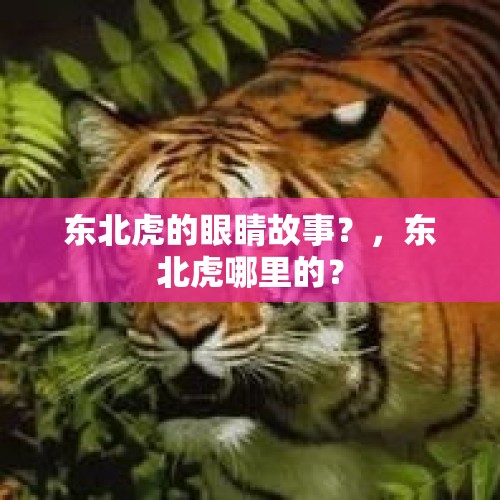 东北虎的眼睛故事？，东北虎哪里的？