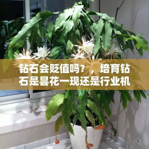 钻石会贬值吗？，培育钻石是昙花一现还是行业机遇？