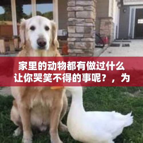 家里的动物都有做过什么让你哭笑不得的事呢？，为什么农村老人喜欢带着狗狗去干农活？狗狗可以帮到什么忙吗？