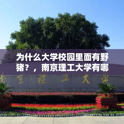 为什么大学校园里面有野猪？，南京理工大学有哪些小动物？