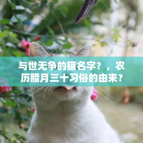 与世无争的猫名字？，农历腊月三十习俗的由来？