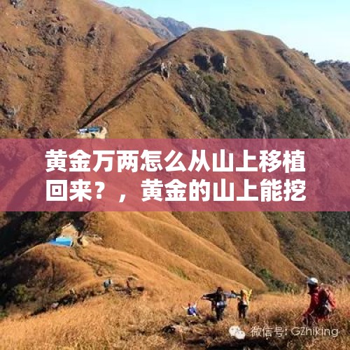 黄金万两怎么从山上移植回来？，黄金的山上能挖出来吗？