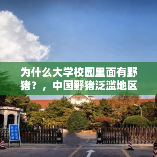 为什么大学校园里面有野猪？，中国野猪泛滥地区？