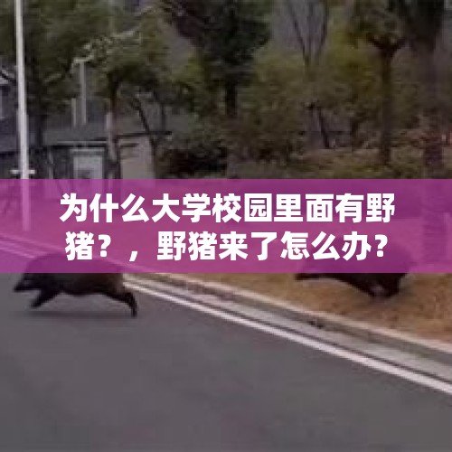 为什么大学校园里面有野猪？，野猪来了怎么办？