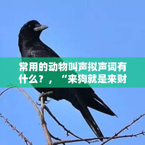 常用的动物叫声拟声词有什么？，“来狗就是来财”这句话是段子还是有其他说法或者解释？