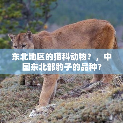 东北地区的猫科动物？，中国东北部豹子的品种？