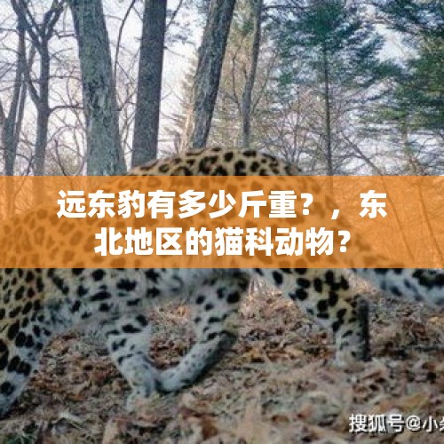 远东豹有多少斤重？，东北地区的猫科动物？