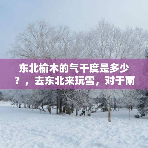 东北榆木的气干度是多少？，去东北来玩雪，对于南方人来说有那么稀奇吗？