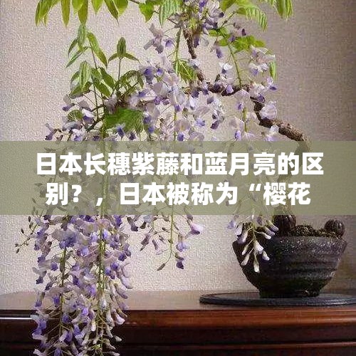 日本长穗紫藤和蓝月亮的区别？，日本被称为“樱花之国”, 但国花却是菊花，为啥日本人偏爱菊花？