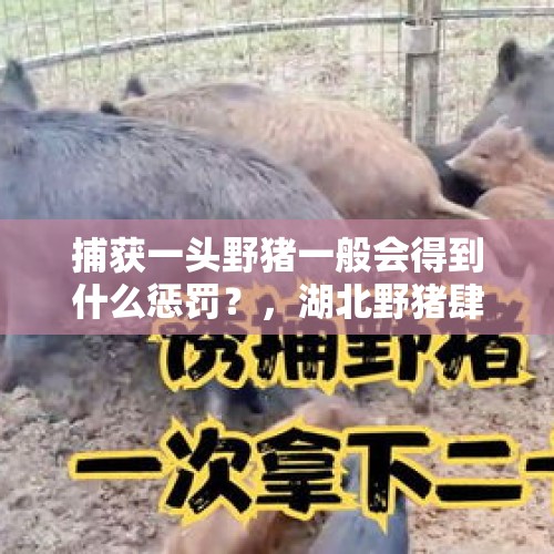 捕获一头野猪一般会得到什么惩罚？，湖北野猪肆虐，摧毁粮食，为何村民不能反击？