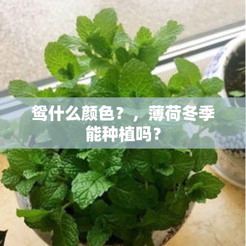 鸳什么颜色？，薄荷冬季能种植吗？