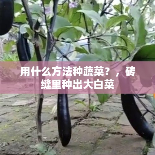 用什么方法种蔬菜？，砖缝里种出大白菜